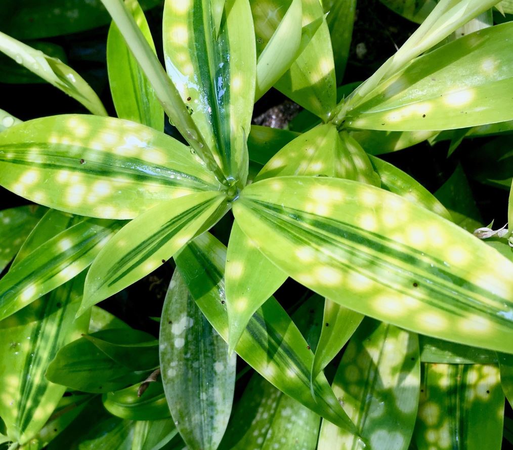 Cây Trúc Nhật Vàng hợp mệnh gì